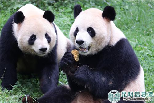 圖2：大熊貓“毛竹”和“珍多”一起吃月餅。