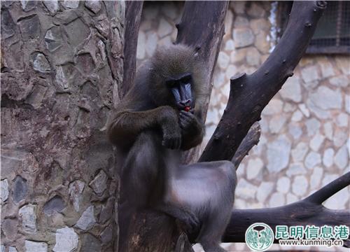 圖4：吃月餅的山魈。