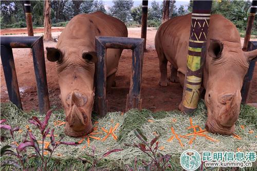 圖5：白犀牛一口吃下苜蓿草月餅。