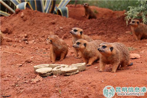 圖6：細(xì)尾獴圍在一起吃月餅。