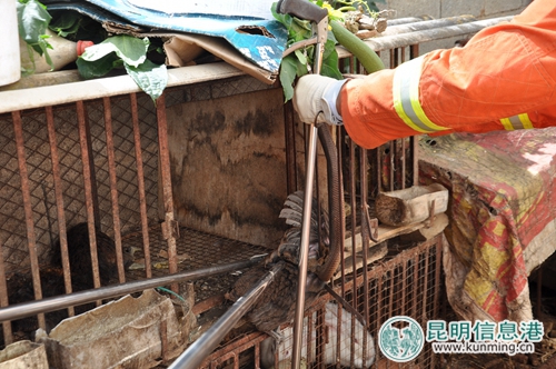 兩米長眼鏡蛇躲藏在雞圈內(nèi)偷吃雞。賓川消防供圖