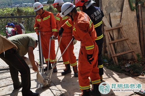 “貪吃”眼鏡蛇被捕。賓川消防供圖