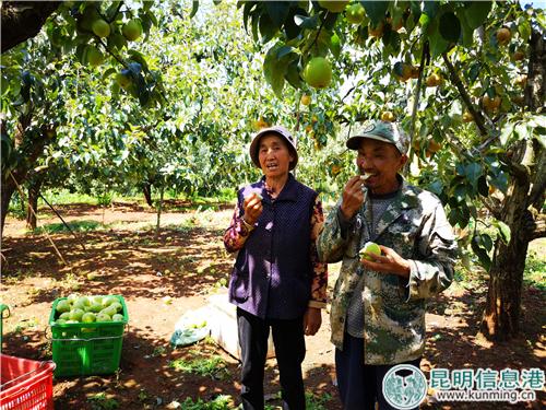 圖1：第六屆“萬溪寶珠梨采摘節(jié)”正式啟幕。