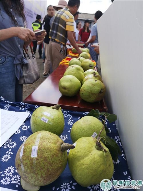 圖3：“梨王評比”活動。