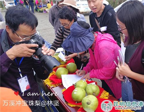 1.梨王評選 林堅 攝 1.梨王評選 林堅 攝
