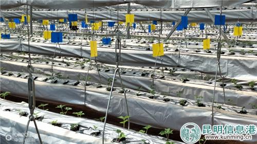 6.參觀草莓基地 zhuyinghong 攝 6.參觀草莓基地 zhuyinghong 攝