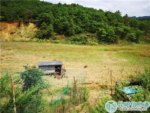 尋甸嵐亞養(yǎng)殖專業(yè)合作社內(nèi)自然放養(yǎng)的苗雞