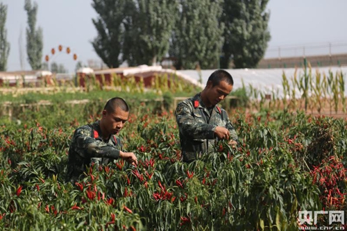 官兵在摘辣椒（央廣網(wǎng)記者 李建峰 攝）1