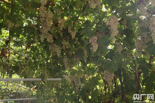 營區(qū)一簇簇的葡萄（央廣網(wǎng)記者 李建峰 攝）2