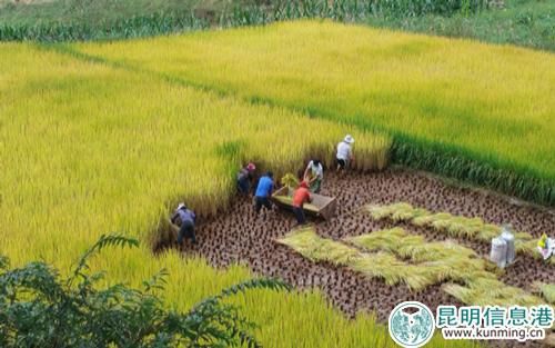 歡慶豐收 歡慶豐收