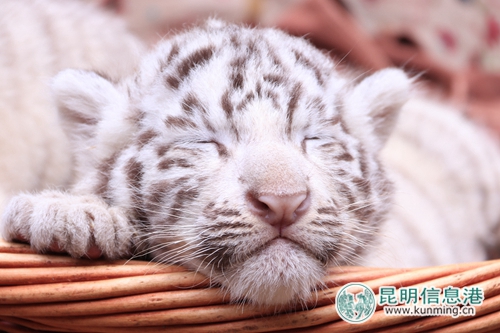 圖片2：白虎是孟加拉虎的白色變種。