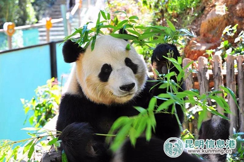 圖片3：大熊貓毛竹將為游客送紋身貼紙。