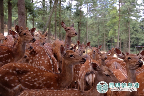 圖片4：梅花鹿展區(qū)滿足游客對日本奈良的幻想。