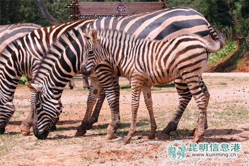 圖片5：小斑馬。