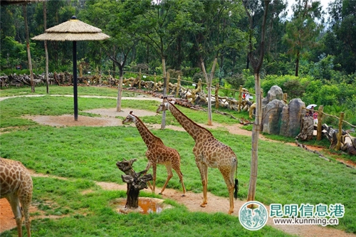 圖片6：小長頸鹿。