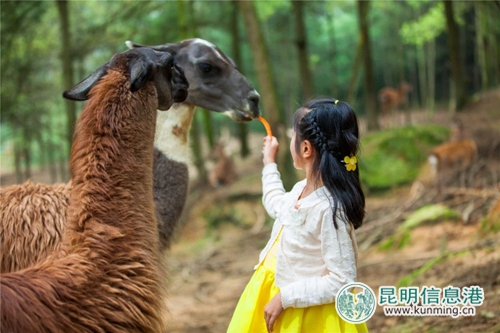 圖片7：小朋友和羊駝互動。