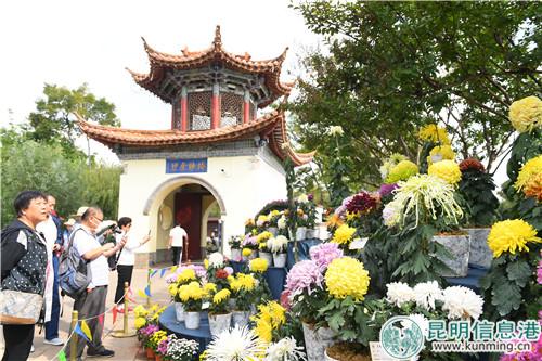 民眾賞大觀樓菊花。昆明日報記者楊艷輝攝