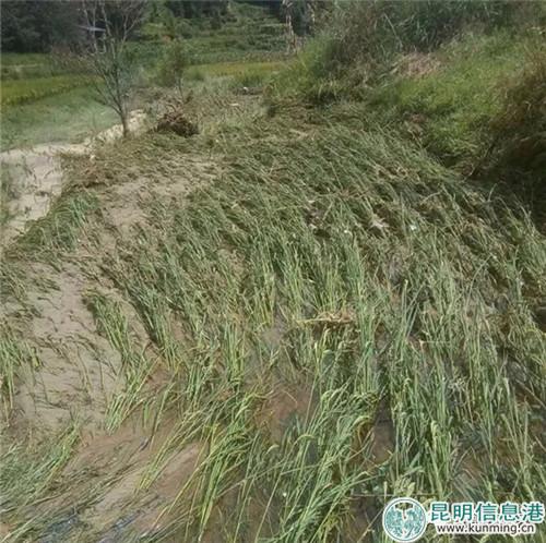 龍陵縣龍江鄉(xiāng)水稻受災(zāi)