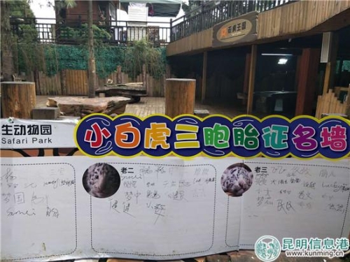 小白虎三胞胎征名墻。