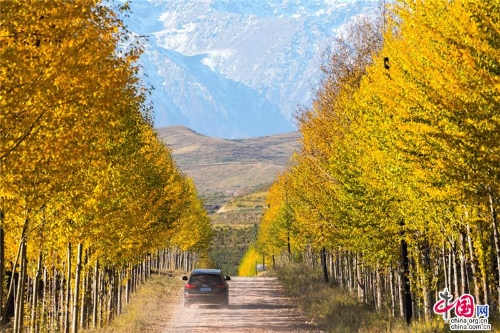 自駕車紛紛開往祁連山腹地
