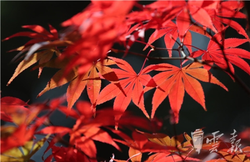 20181020055941852 20181020055941852