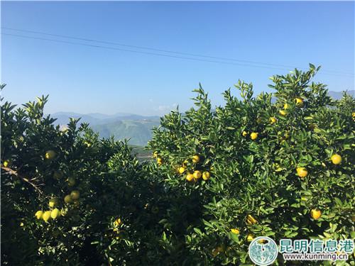 “褚橙”即將成熟上市