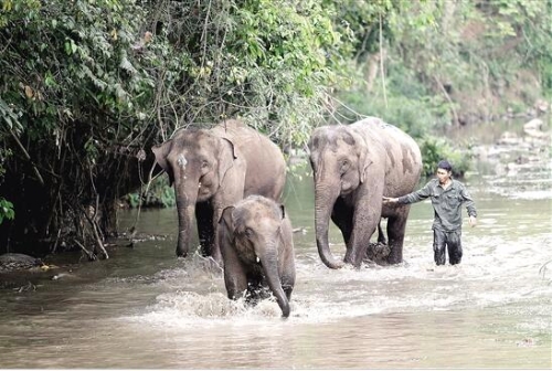亞洲象1 亞洲象1