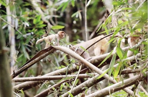 金絲猴3 金絲猴3