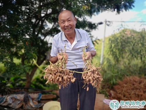 黑皮花生豐收，村民喜笑顏開。