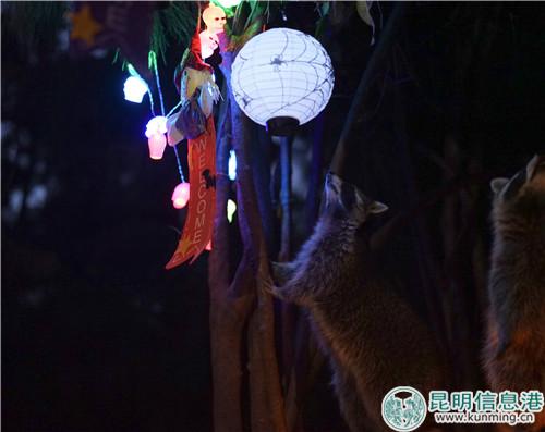 圖2：小浣熊們不斷嘗試嗅聞和觸碰這些道具。