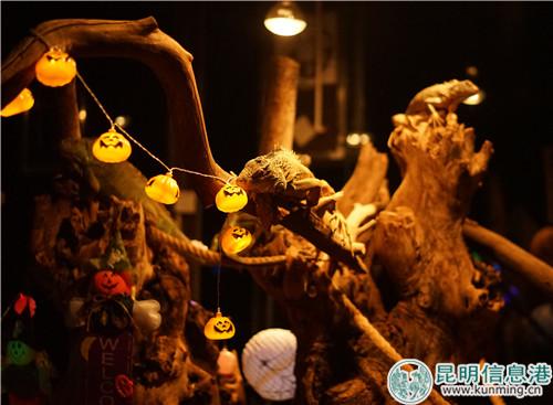 圖4：綠鬣蜥爬到樹(shù)杈上觀察。