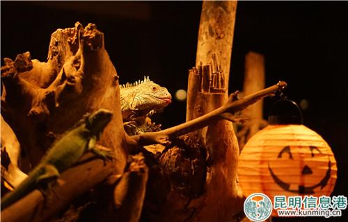 圖3：綠鬣蜥與南瓜燈。