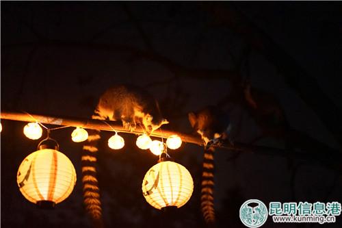 圖5：環(huán)尾狐猴觀察南瓜燈籠。