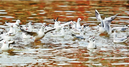 微信截圖_20181028092433 微信截圖_20181028092433