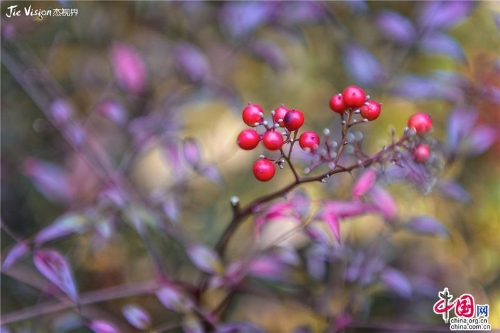 f5dc198a-da71-4238-bd9a-bb19e8efa4bb_batchwm