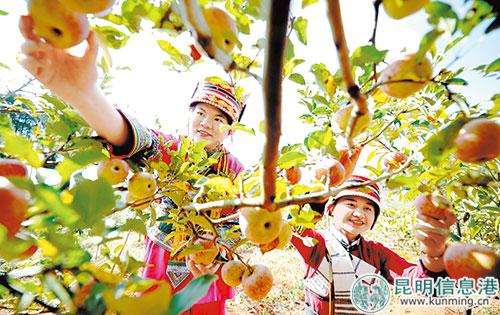 彝族姑娘喜摘蘋果。記者趙偉攝