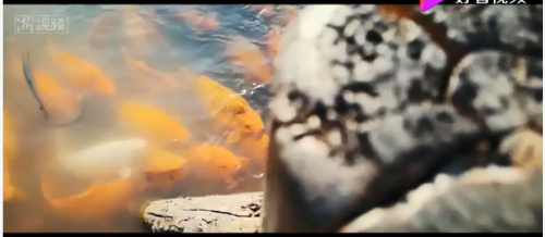 QQ截圖20181106204903