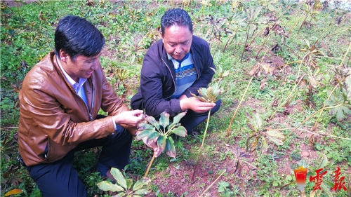 麗江寧蒗1億元產(chǎn)業(yè)扶貧貸款 助力建檔立卡戶發(fā)展特色產(chǎn)業(yè)