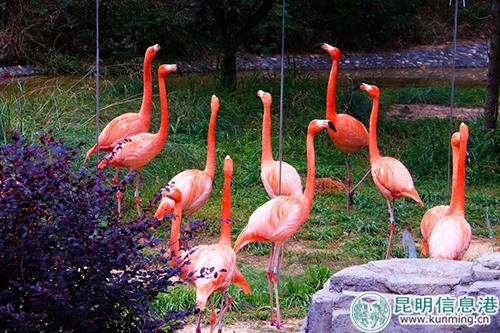 火烈鳥變得更加鮮艷。