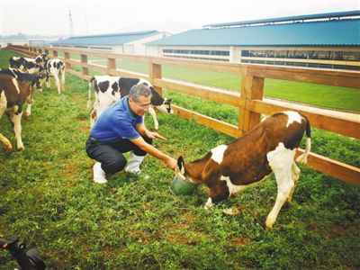 魏立華在君樂寶優(yōu)致牧場(chǎng)。資料圖片