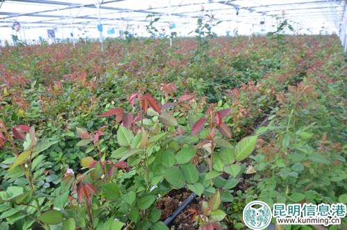 現(xiàn)階段5畝基質栽培基地圖片 現(xiàn)階段5畝基質栽培基地圖片