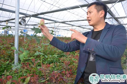 現(xiàn)階段5畝基質栽培基地圖片-(1) 現(xiàn)階段5畝基質栽培基地圖片-(1)