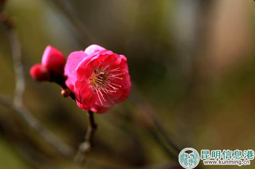 黑龍?zhí)睹坊ü?jié)將啟幕。彩龍網(wǎng)友清山客攝