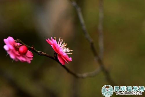 梅。彩龍網(wǎng)友清山客攝