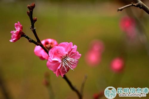 梅花初綻。彩龍網(wǎng)友清山客攝