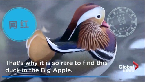 【中國那些事兒】中國“愛情鳥”紐約C位出道 圈粉無數(shù)成最火“單身漢”