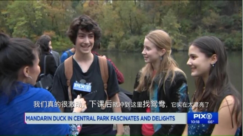 【中國那些事兒】中國“愛情鳥”紐約C位出道 圈粉無數(shù)成最火“單身漢”