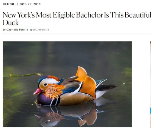 【中國那些事兒】中國“愛情鳥”紐約C位出道 圈粉無數(shù)成最火“單身漢”