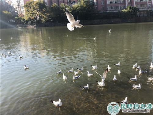 海鷗在湖河中嬉戲