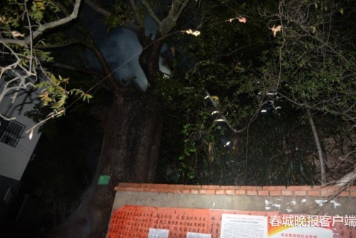 大樹著火 秦蒙琳 通訊員 汪偉杰 攝